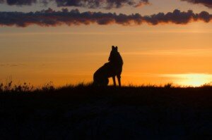 coyote watch 300x199 Coyote Alert In Eastlake