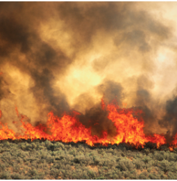 Series of brush fires investigated in Chula Vista